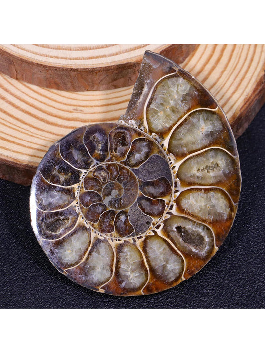 Concha de caracola cruda curativa con cristal natural
